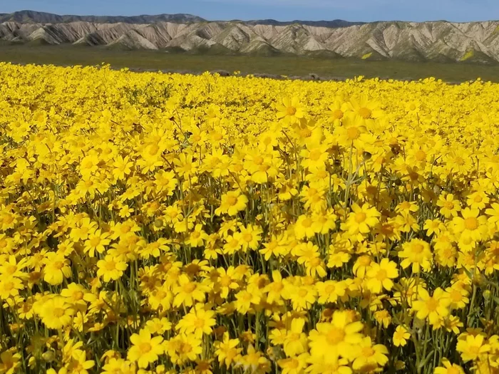 wildflowers - My, Southern California, Spring, Wildflowers, Longpost