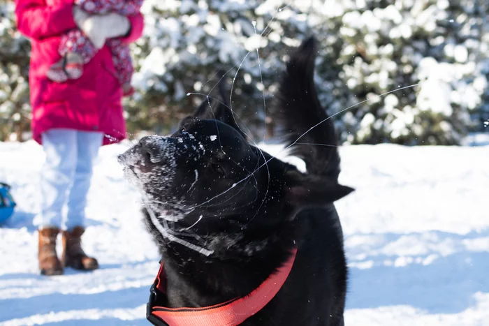 Dog parks - My, Dog, Dog days, Winter, Winter fun, games, Longpost