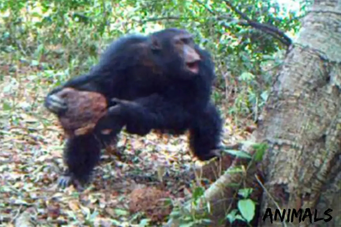 ловля обезьян на тыкву. Смотреть фото ловля обезьян на тыкву. Смотреть картинку ловля обезьян на тыкву. Картинка про ловля обезьян на тыкву. Фото ловля обезьян на тыкву ловля обезьян на тыкву. Смотреть фото ловля обезьян на тыкву. Смотреть картинку ловля обезьян на тыкву. Картинка про ловля обезьян на тыкву. Фото ловля обезьян на тыкву