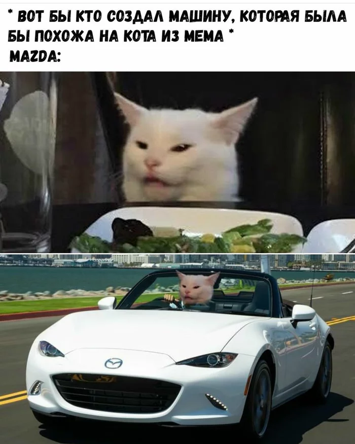 Meme cat - Instagram, cat, Memes, Mazda, Two women yell at the cat