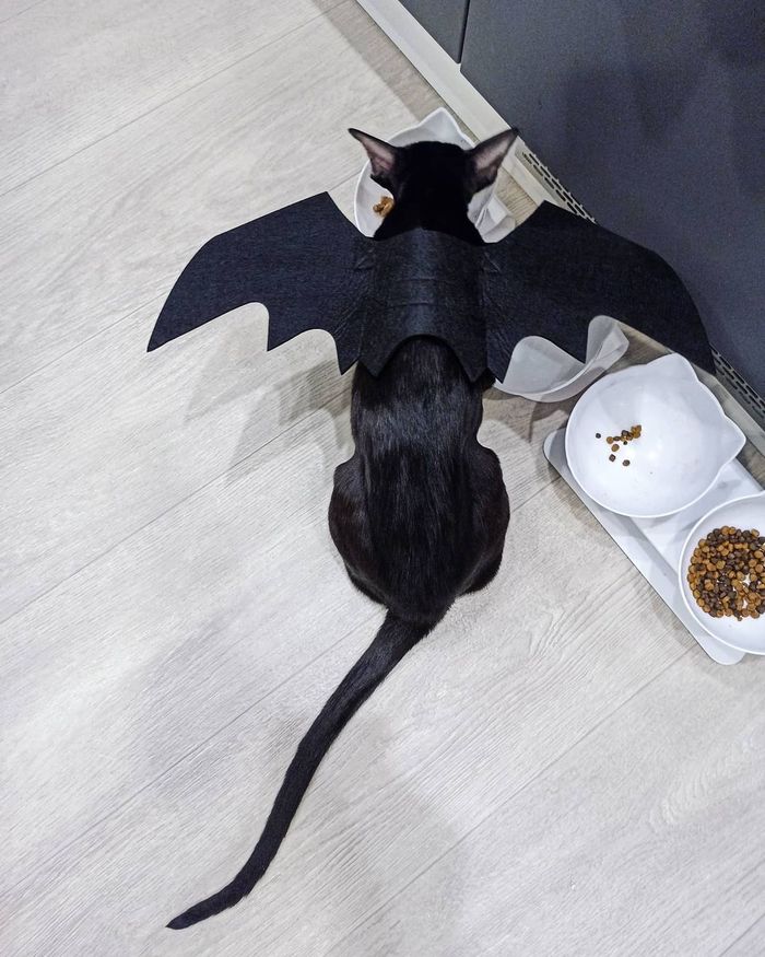 ������ �� �������