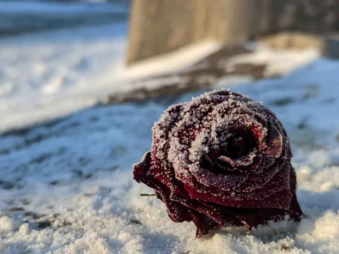 February, 15. The holiday is over - My, Mobile photography, the Rose, Winter, February 14 - Valentine's Day