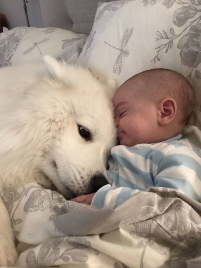 Everything is fine - Dog, Children, Idyll, Samoyed