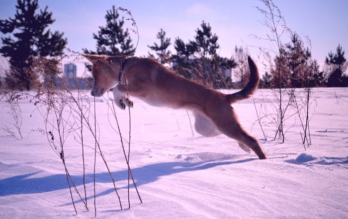 Through the fields... - My, Foxy, Dog, Walk, Games, Nikon d3100, Milota, Longpost