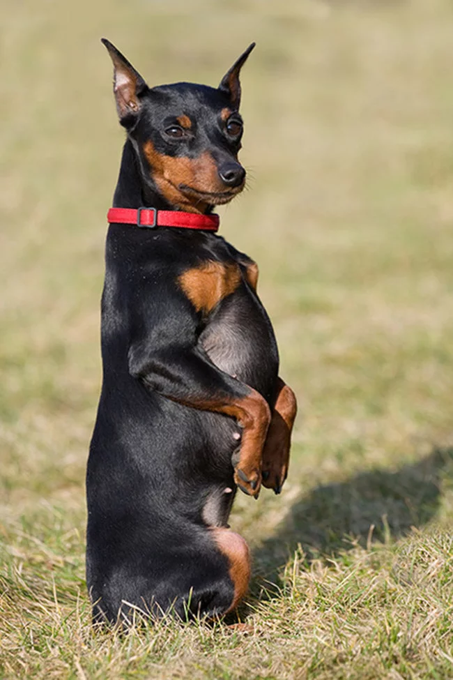 Description of the dog Miniature Pinscher! - Pets, Dog, Dog breeds, Miniature pinscher, Video, Longpost