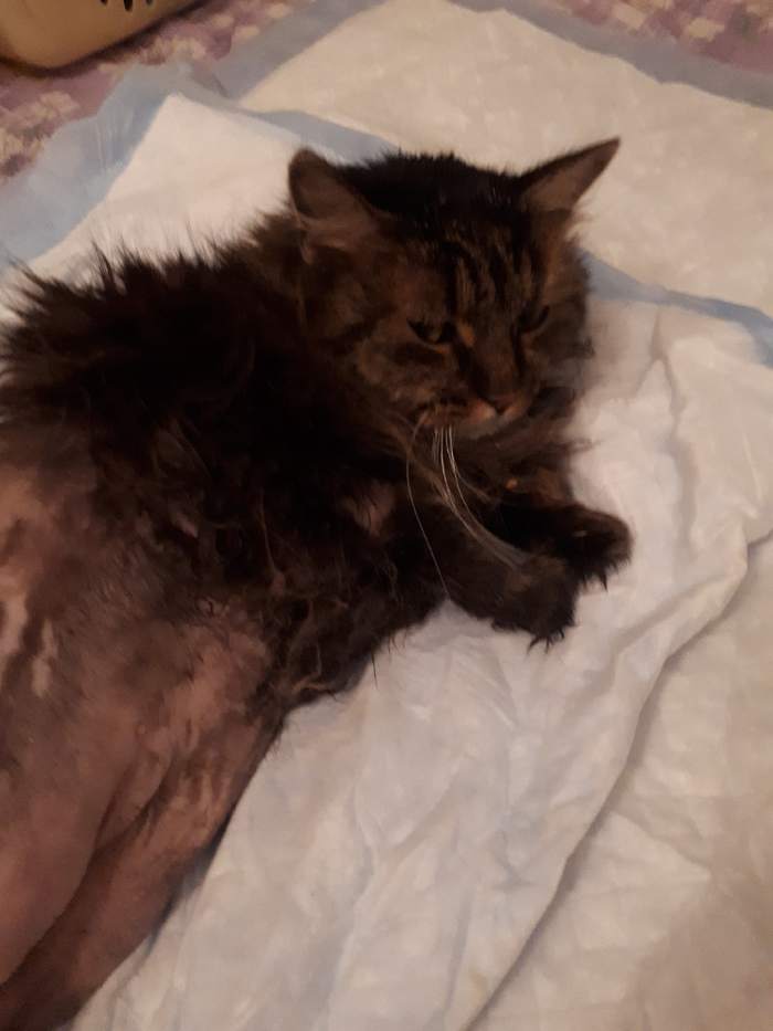 Elena Dolganova asks for help for a cat who was severely bitten by a dog - My, Help, Animals, Longpost