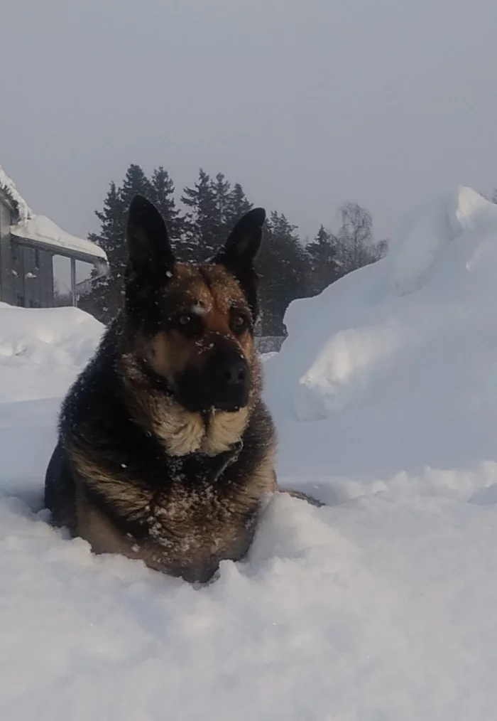 Covered with white snow, all the roads on earth - My, East European Shepherd, Dog, Winter