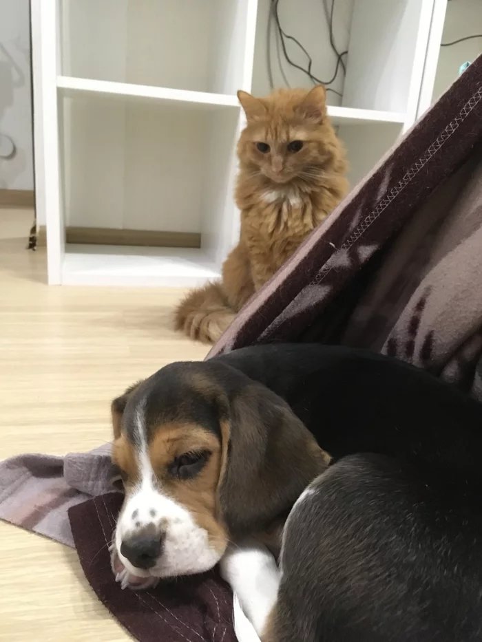 Silence ? - My, Family, Silence, Beagle, Care, cat, Dog