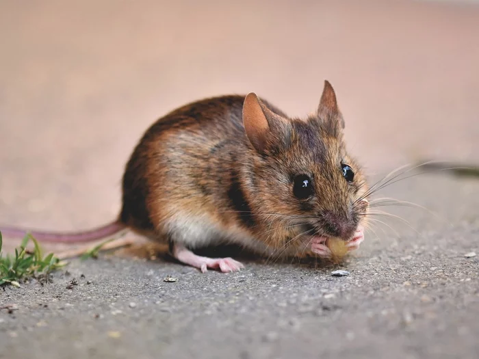 City mice turned out to be smarter than village counterparts - Mouse, Rodents, Savvy, Tenacity, Town, Rural life, Comparison, The science, , Scientists, Germany, Research, The national geographic, Informative, Animals