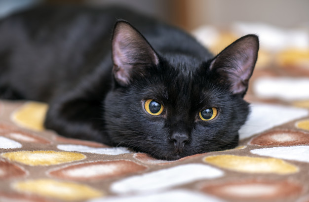 Черный кот | Пикабу