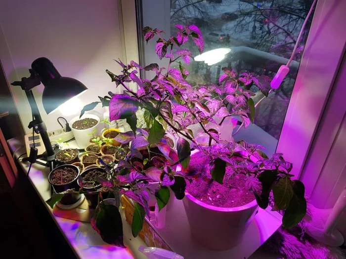 Pepper farming for a beginner - My, Pepper farming, Jalapeno, Habanero, Longpost, Hot peppers