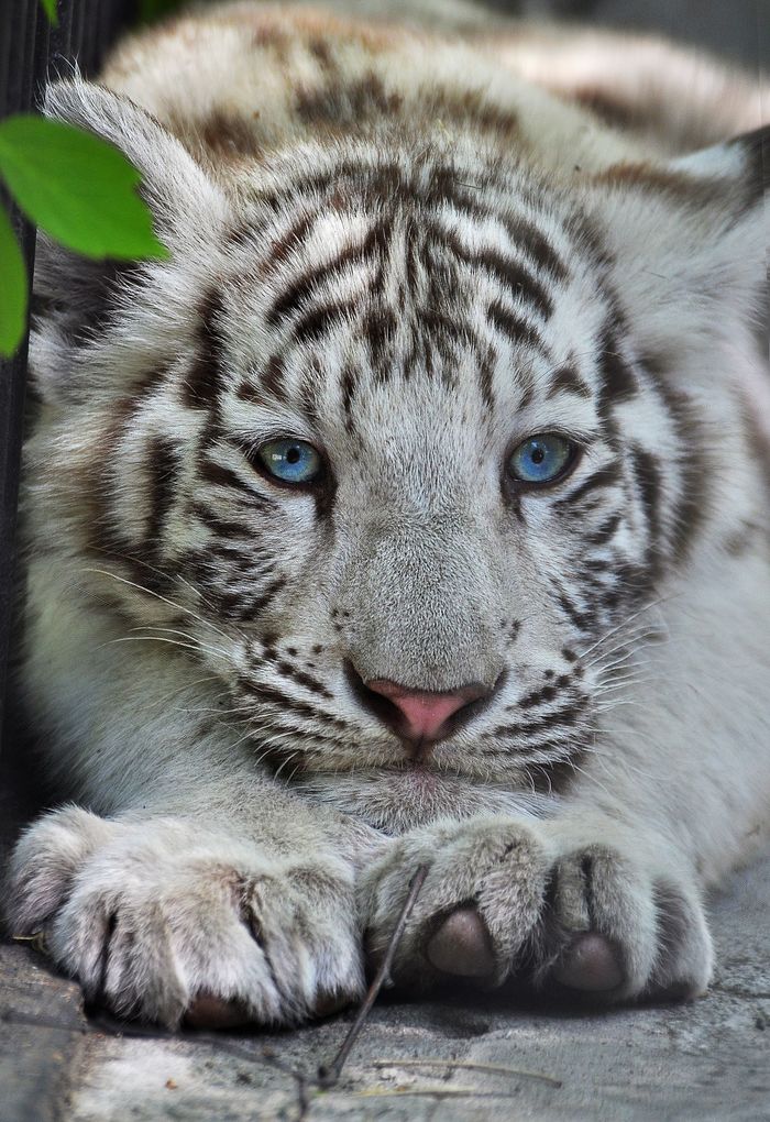 fluffy muzzle) - Tiger, Tiger cubs, White tiger, Milota, Blue eyes, Zoo, Novosibirsk Zoo, Fluffy, , Bengal tiger