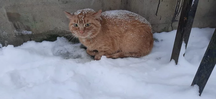 Greetings from a new home from a cat with a surprised look, who was thrown outside into the cold - My, cat, Kindness, It Was-It Was, Longpost, Animals, Found a home