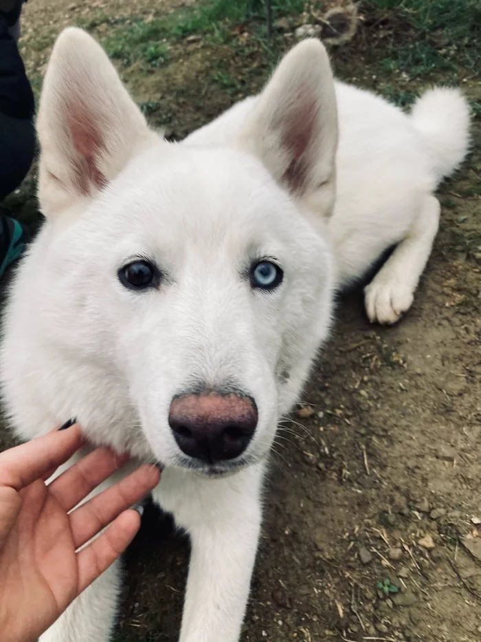 Heterochromia in Husky - My, Dogs and people, Friend of human, Mobile photography, Dog, Heterochromia