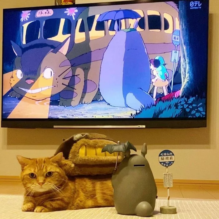 Cosplay - The photo, Cosplay, cat, My neighbor Totoro, Catbus