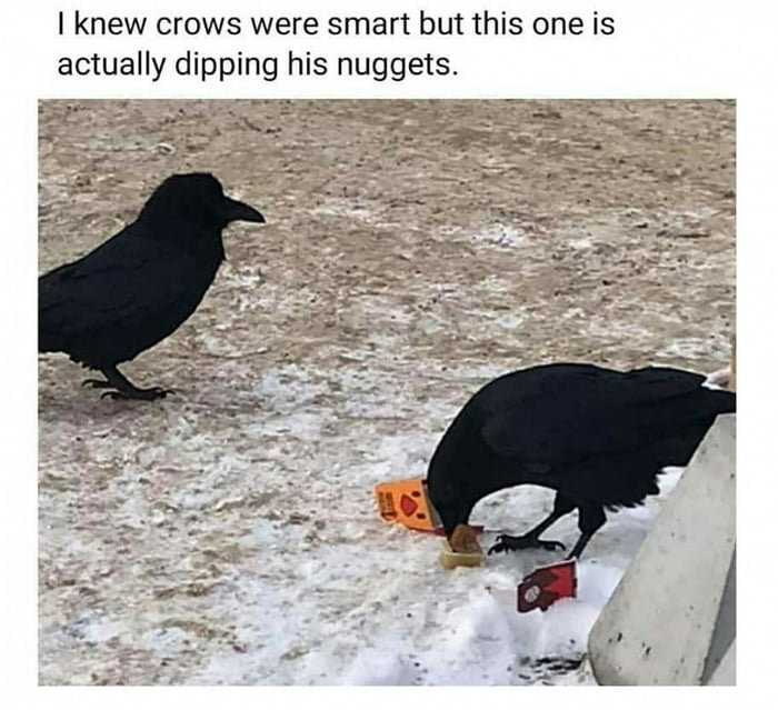 The smartest birds - Crow, Birds, Clever, Nuggets