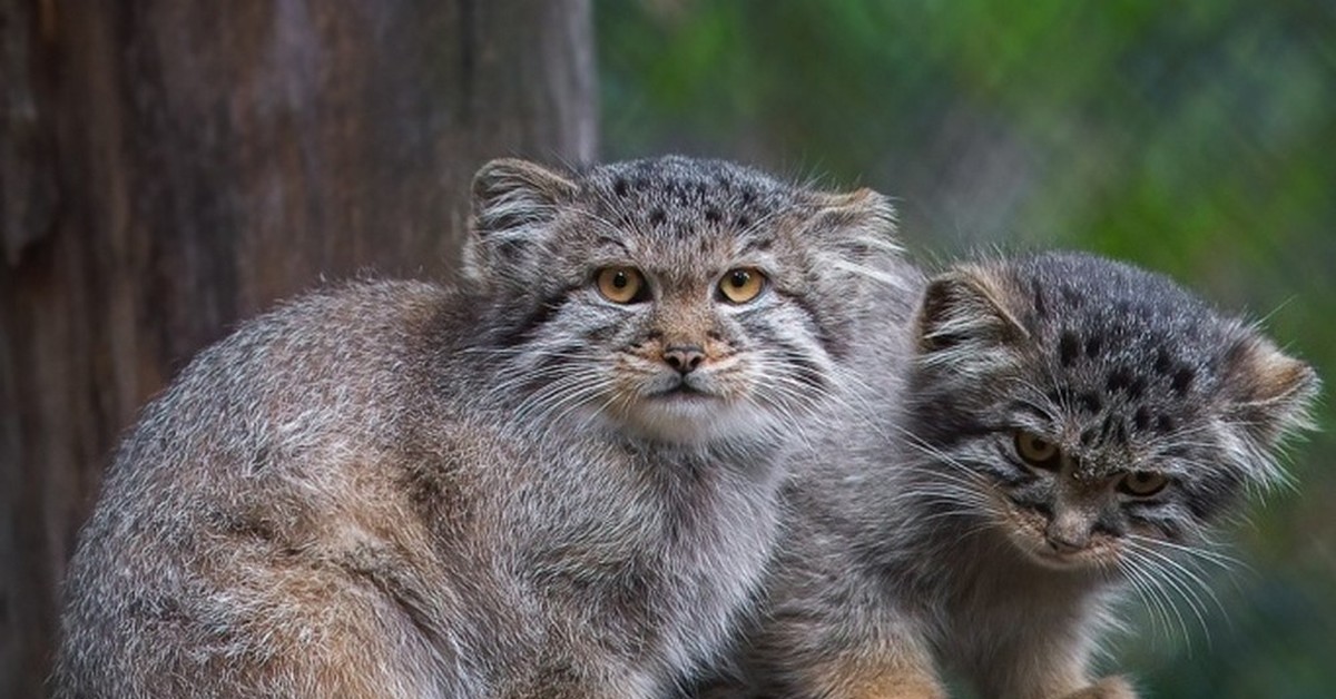 Кот манул. Кот Манул Новосибирский зоопарк. Дикий кот Манул котята. Манул малыш.