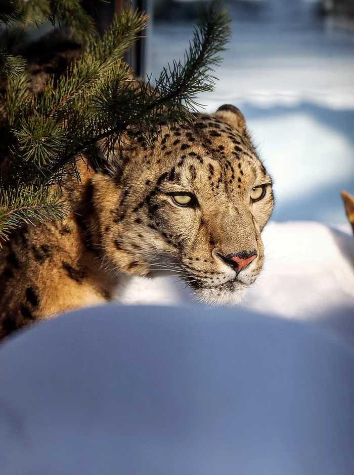 Snow Leopard - My, The photo, Snow Leopard, Animals, Wild animals, Chelyabinsk Zoo