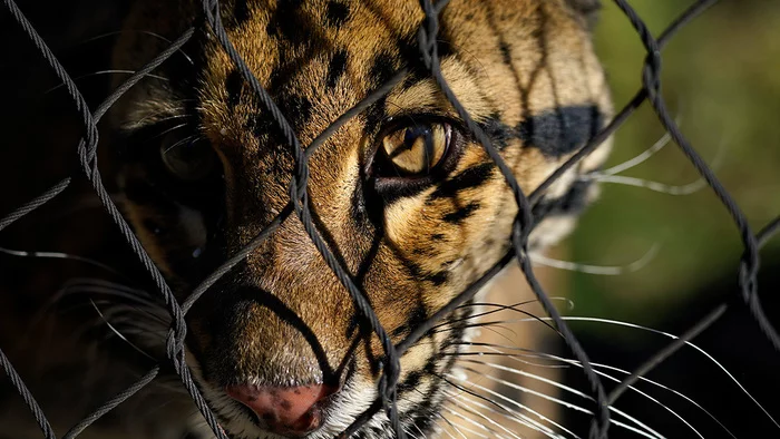 Leopard attacked a married couple - Leopard, Big cats, Cat family, Hunter, India, news, Negative