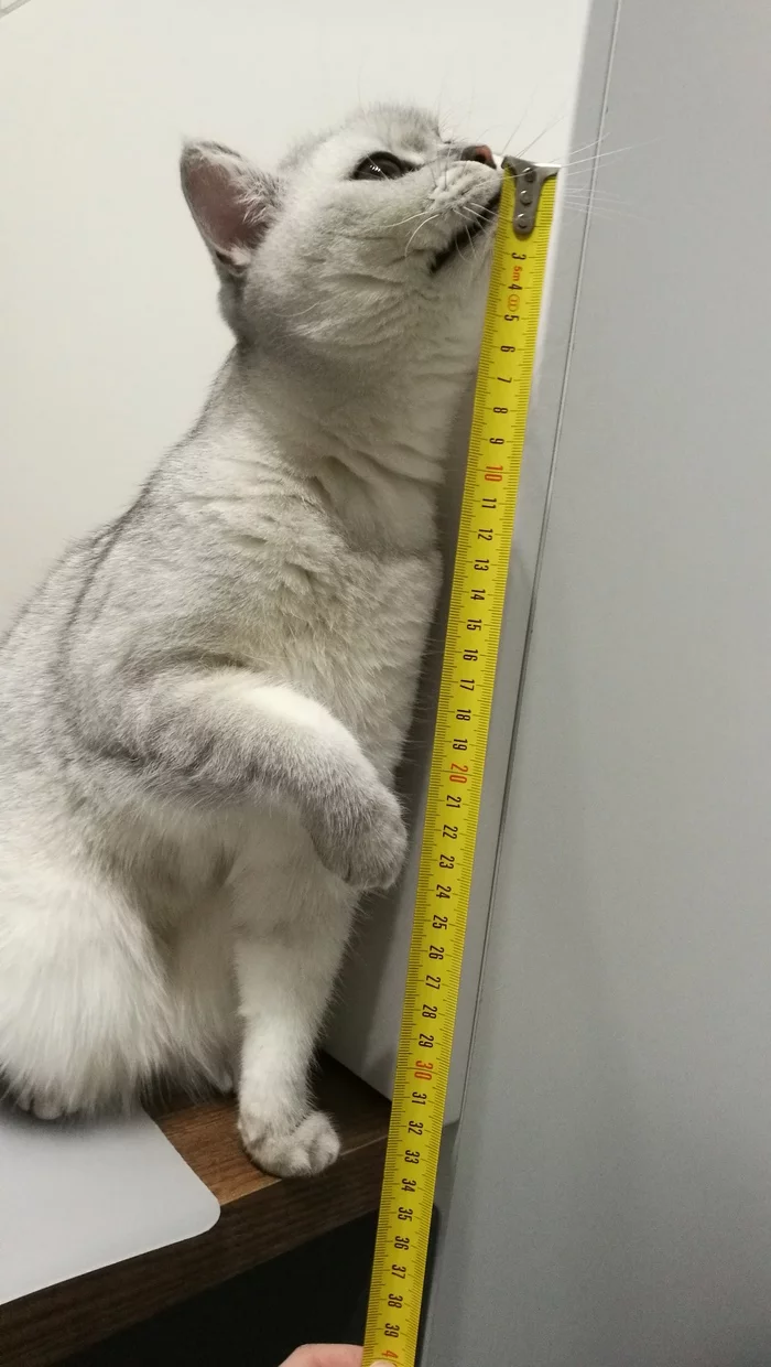 Perfect size - My, cat, Pets, Pet, Scottish Straight, Milota, Longpost