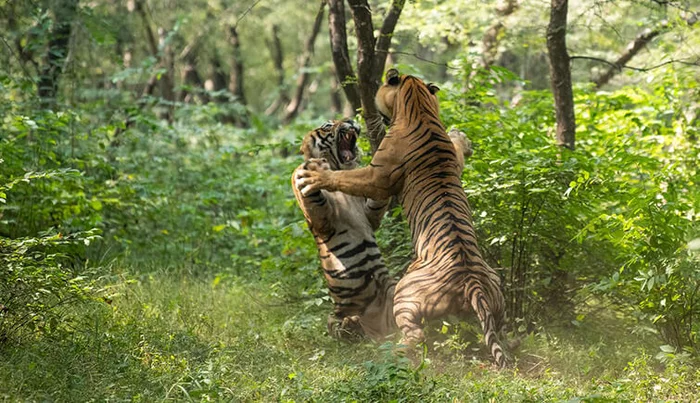 Battle for love - Tiger, Bengal tiger, Big cats, National park, India, Love, Cat family, Battle, Video, Longpost, , Animals, Wild animals