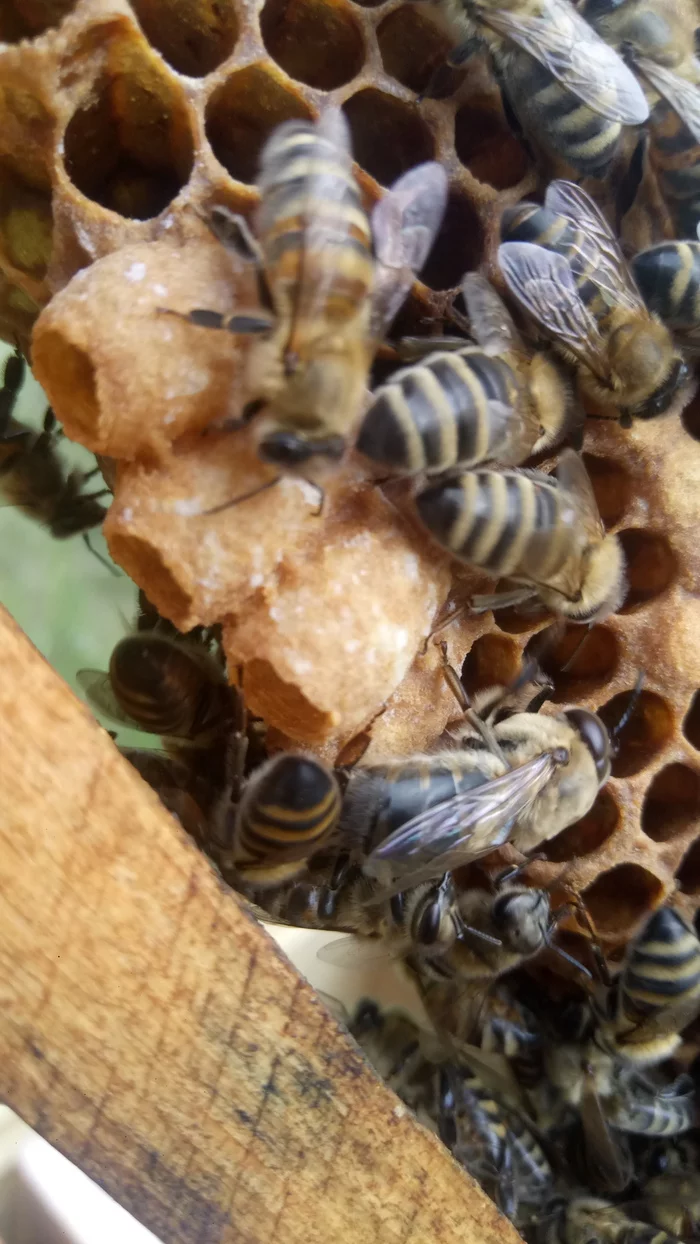 Hive. Where are they going? What does a beekeeper do? - My, Beekeeping, Apiary, Nature, Bees, Profession, Longpost, Insects