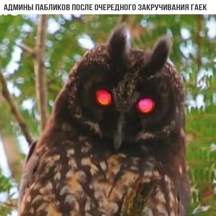 Dedicated to the admins... - Owl, Admin, Fear, Tighten the screws