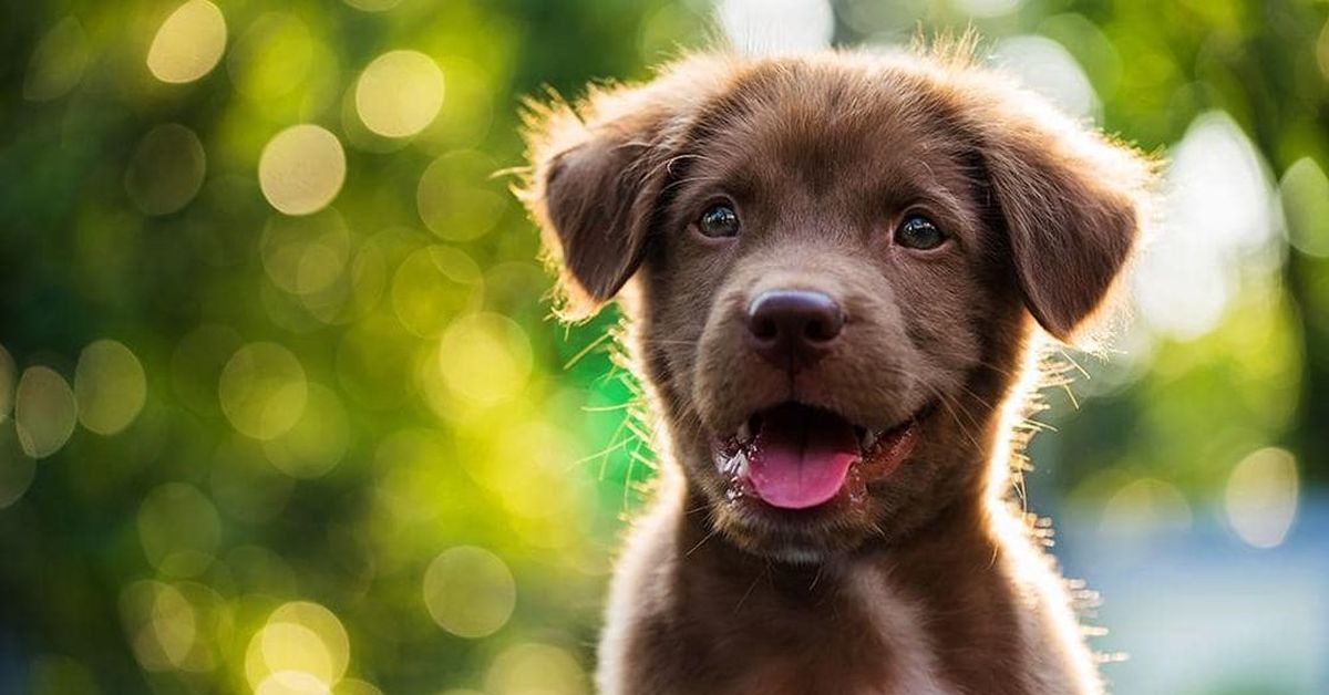 Dog smiling playtime