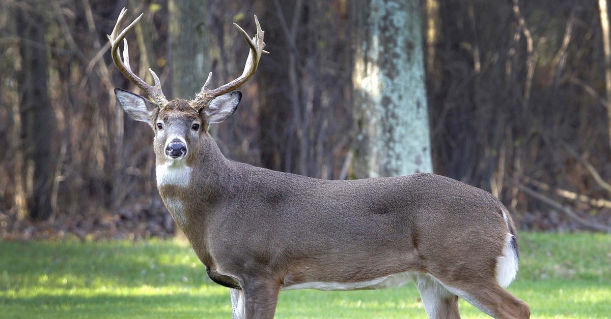 Deer photo. Американский Белохвостый олень. Белохвостый олень Северной Америки. Колумбийский Белохвостый олень. Виргинский олень (Белохвостый олень).