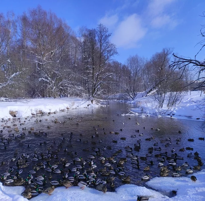 At least catch it with a net :D - My, Nature, freezing, Winter, River, The park, Duck, Birds