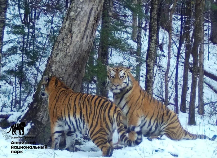 The Love of Beauty and the Beast: Striped Remake - Tiger, Amur tiger, Big cats, Nature, Reserves and sanctuaries, Wild animals, wildlife, Amur region, National park, Khabarovsk region, The beauty and the Beast, Longpost