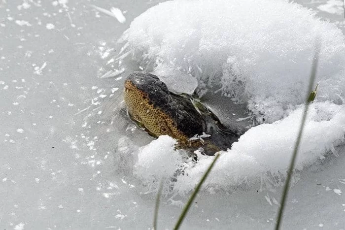 Briefly about the weather in the USA: alligators and snow, Oklahoma - USA, Alligator, Winter, 2021, Oklahoma