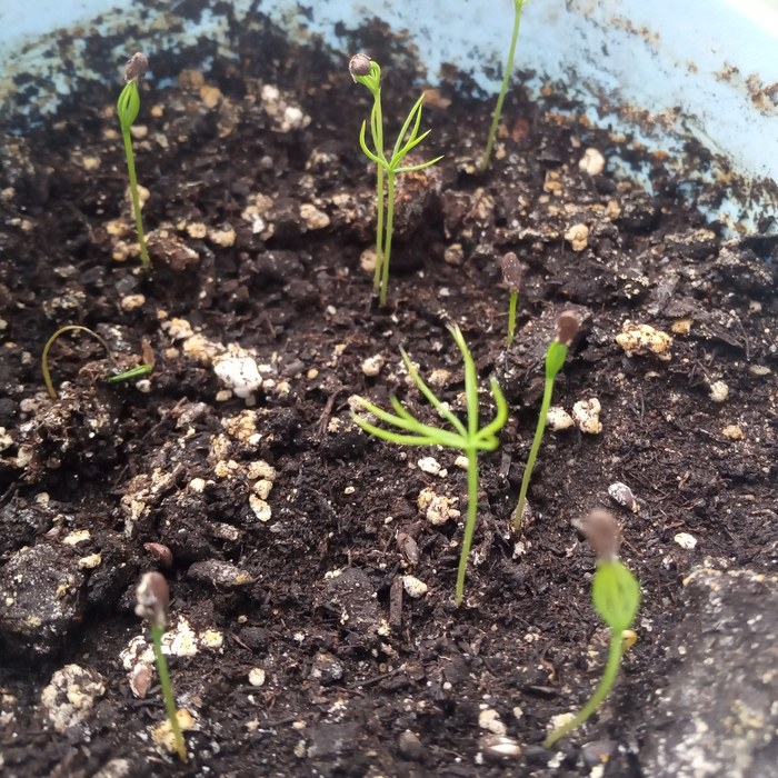 Будущие ели