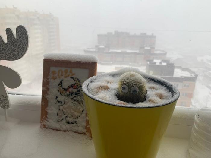 When you forgot to close the window at night - My, Krasnodar, Snow, Cactus, Windowsill