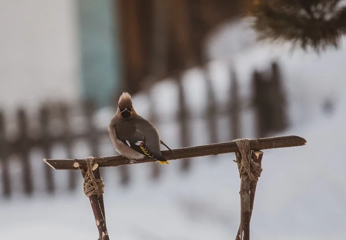 Waxwing - My, Birds, Waxwing, The photo