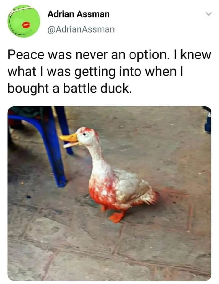 Fighting duck is no joke - Twitter, Screenshot, Duck, Birds
