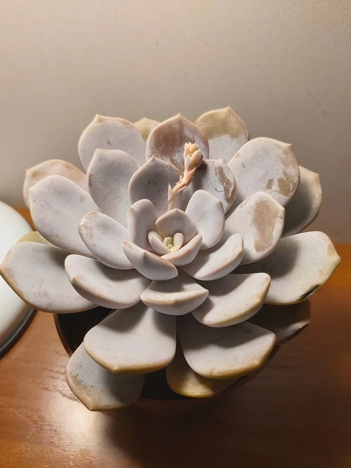 Help identify the type of echeveria - My, Plants, Houseplants, Floristics, Succulents, Collecting, What kind of plant, Echeveria