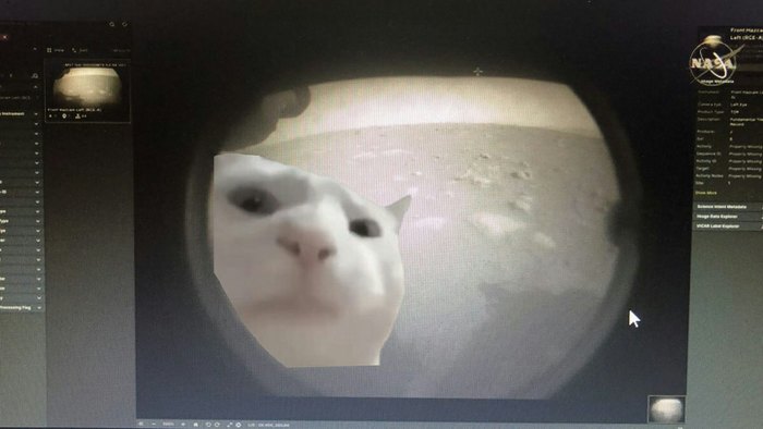 And here is the real first photo from the Perseverance rover - cat, Rover, Perseverance, Humor