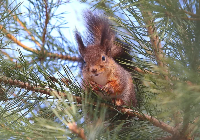 Forest beauty - Squirrel, Rodents, Wild animals, wildlife, Forest, Needles, Nature, The national geographic, The photo