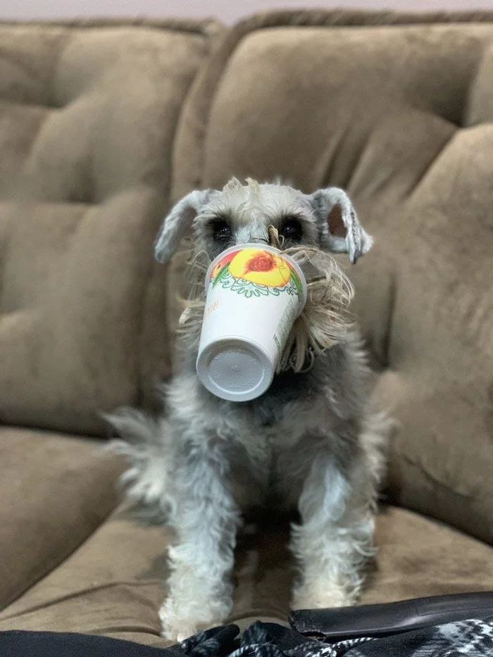 We've arrived - My, Wedding, Paws, Schnauzers, Mask