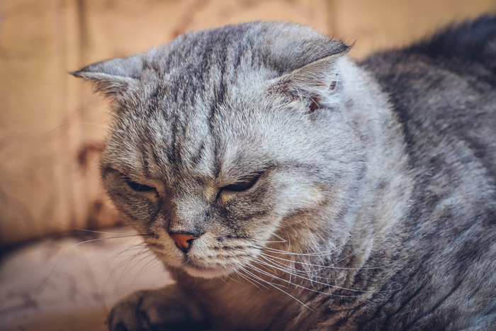что такое тыгыдык у кошек. Смотреть фото что такое тыгыдык у кошек. Смотреть картинку что такое тыгыдык у кошек. Картинка про что такое тыгыдык у кошек. Фото что такое тыгыдык у кошек