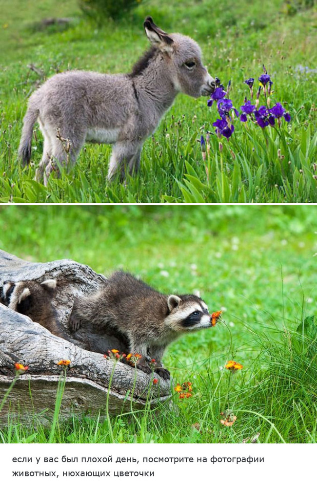 Cute animals smelling flowers - Translation, Animals, Milota, The photo, Polar bear, Tumblr, Longpost, Screenshot