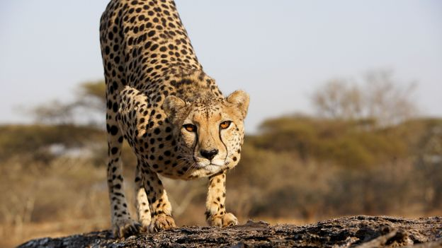 Five surprising facts about cheetahs - Cheetah, Small cats, Rare view, Facts, Wild animals, Informative, Longpost