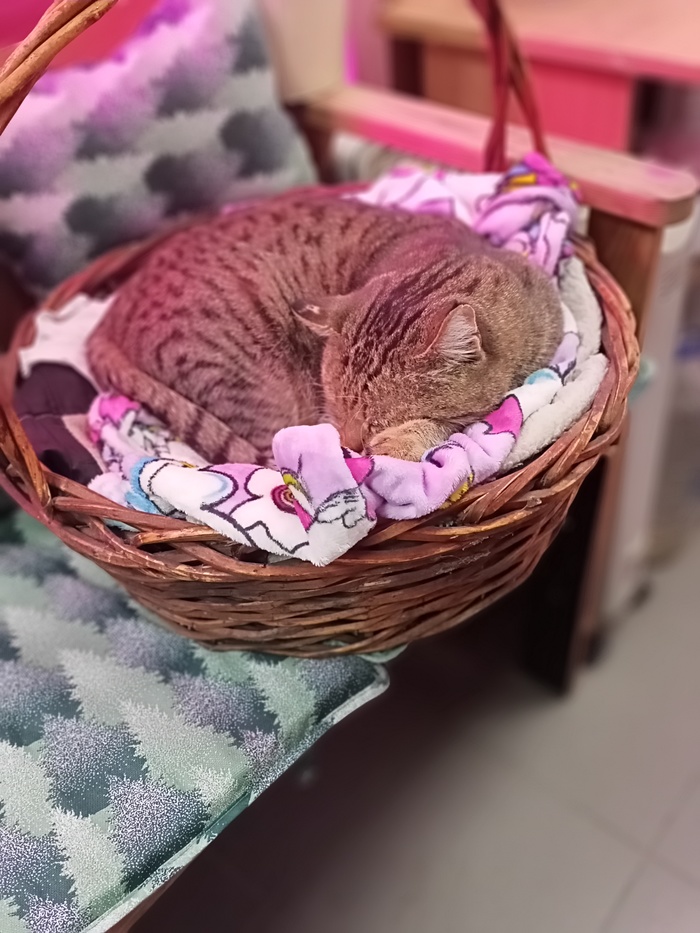 ������ ��������