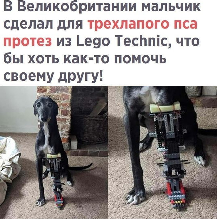 Lego dog prosthesis - Prosthesis, Legs, Lego technic, Kindness, Help, Dog