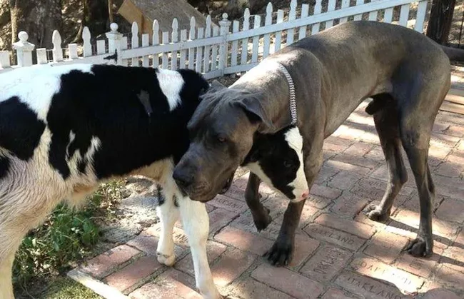 A Dog's Life Calf - Dog, Pets, Calf, North America, USA, California, Ranch, Farmer, Milota