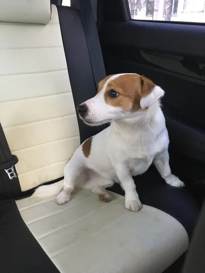 Found Jack Russell Terrier - My, Found a dog, Longpost, No rating, Dog, Railway, Jack Russell Terrier, Zheleznodorozhny city