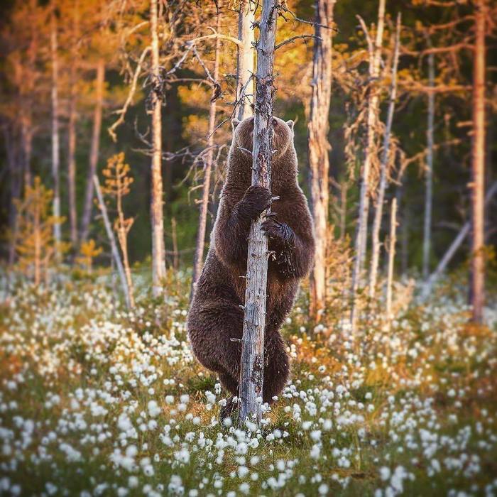 Hide and seek - The Bears, Forest, Tree, Hide and seek, Brown bears