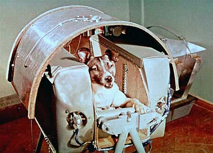 5 stories: animal flights into space - My, Belka and Strelka, Animals, Space, Laika, Longpost, FГ©licette