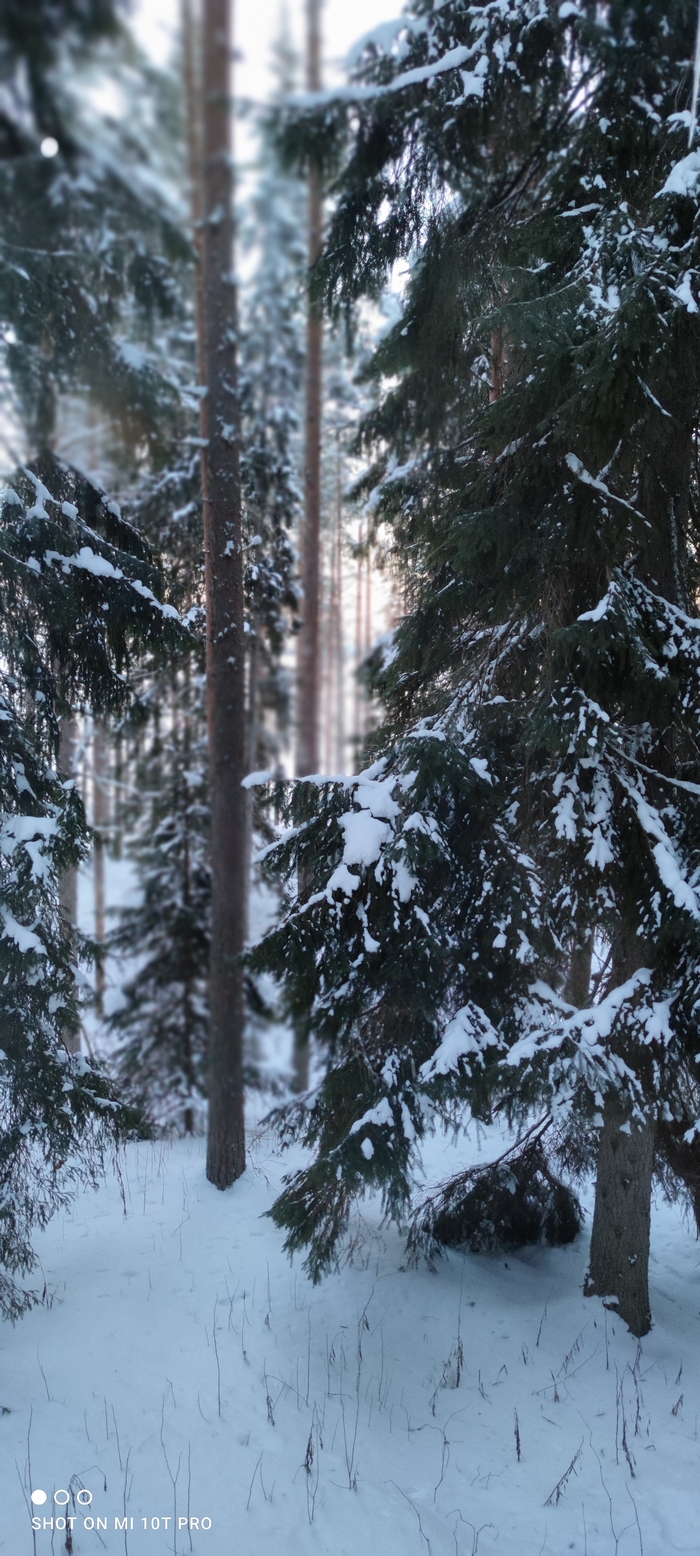 Вид из окна в лесу Карелии